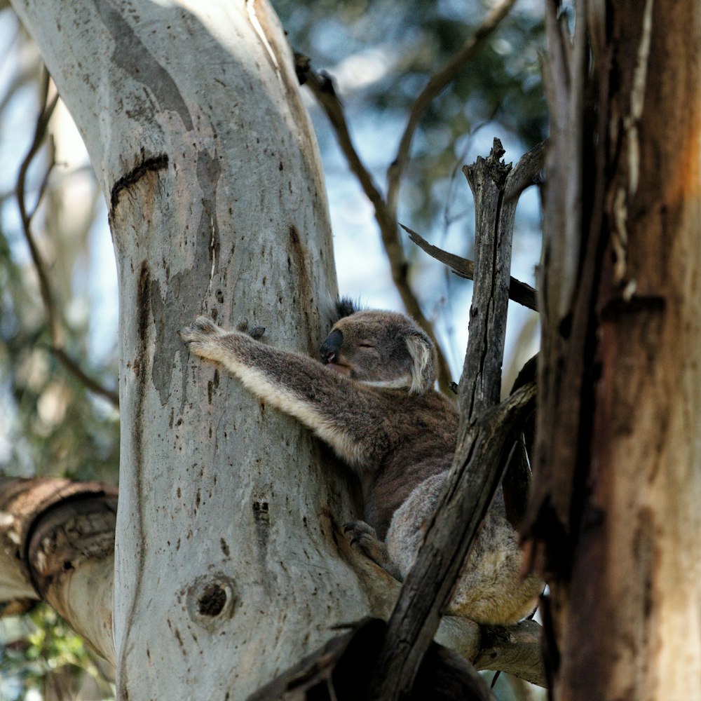 gray koala bear on tree