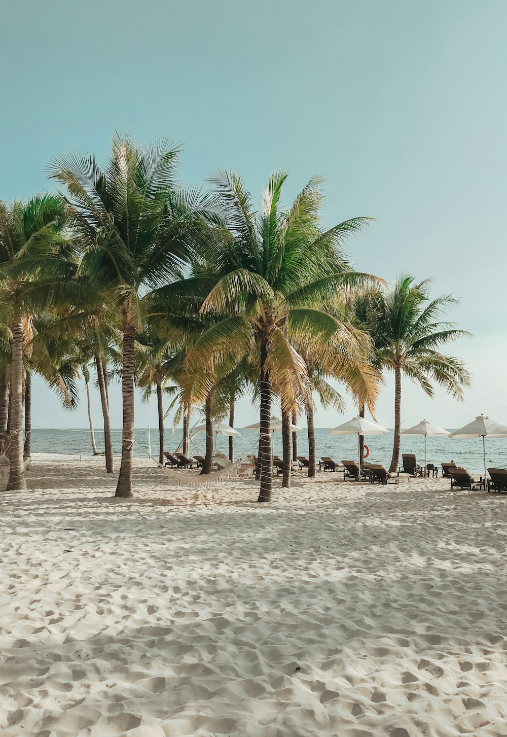 해변에 있는 코코넛 나무 사진