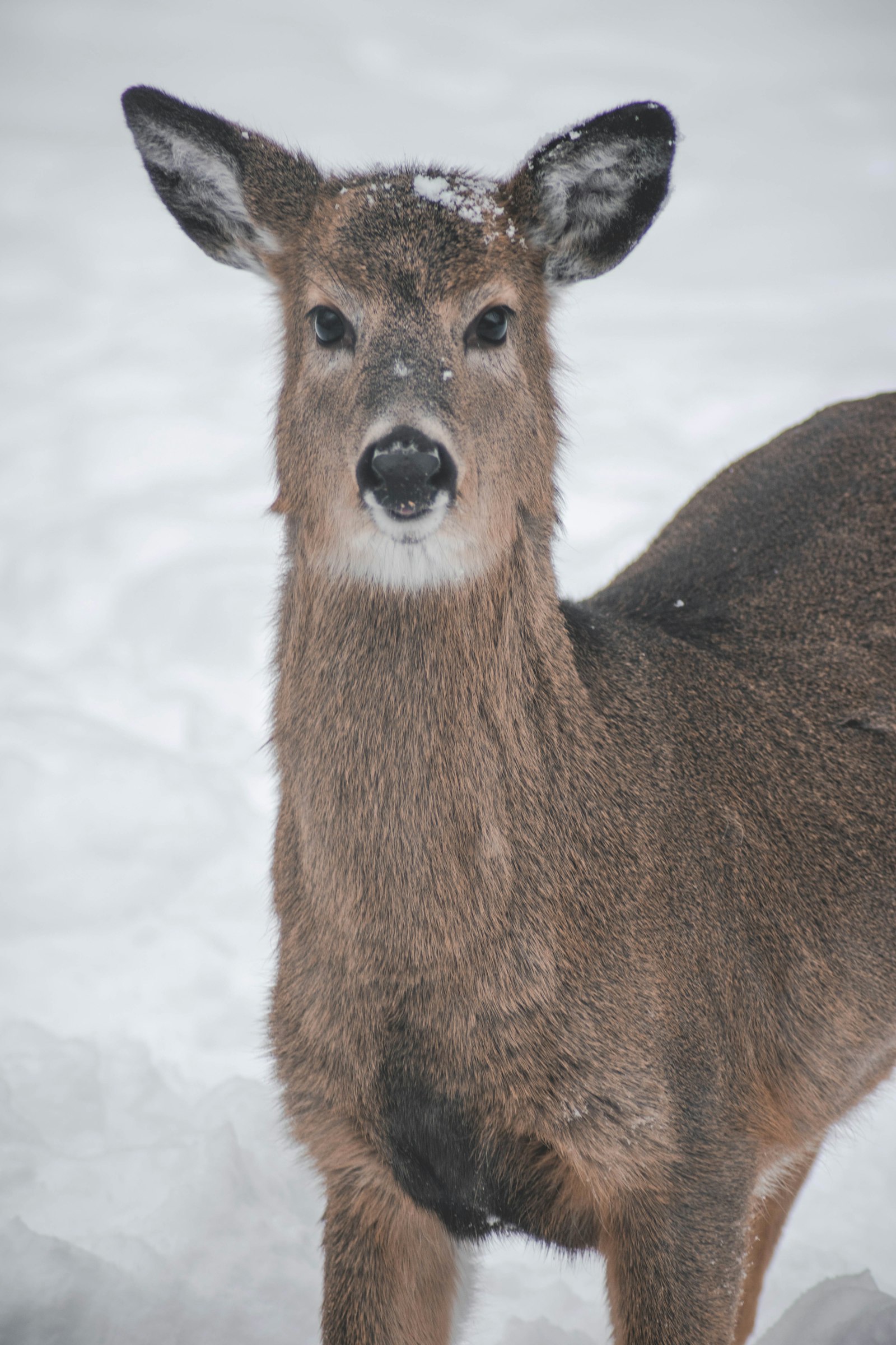 Nikon D5300 + Sigma 50-150mm F2.8 EX APO DC HSM II + 1.4x sample photo. Brown and gray deer photography