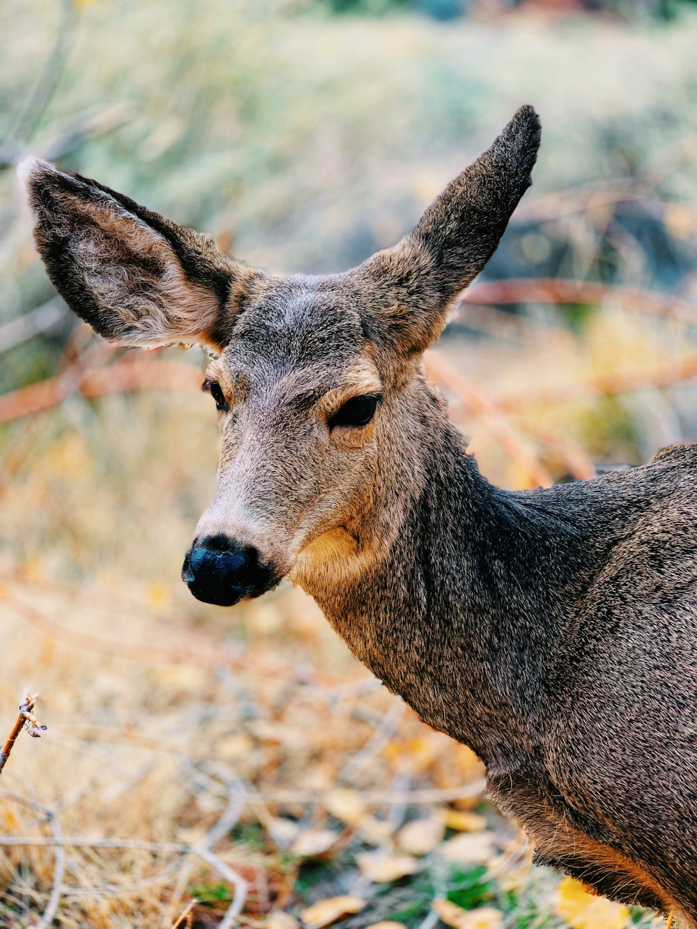 brown and gray deer