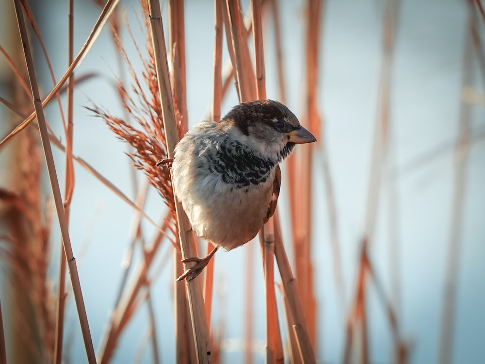 selective focus photography of small bird perched on grass stalk