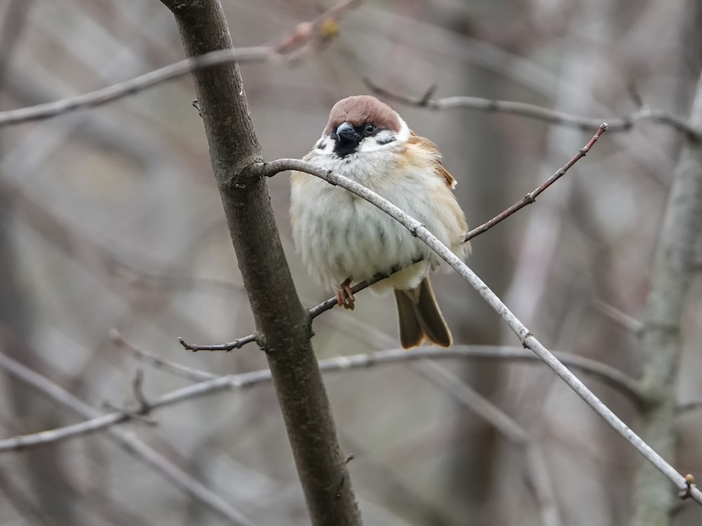 selective focus photography of small bird perched on plant branch
