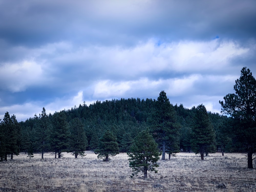 a field with trees and a cloudy sky