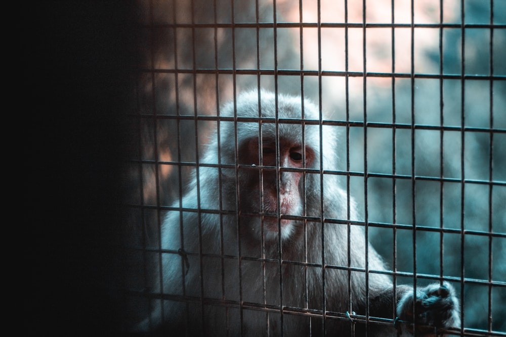 macaque behind fence