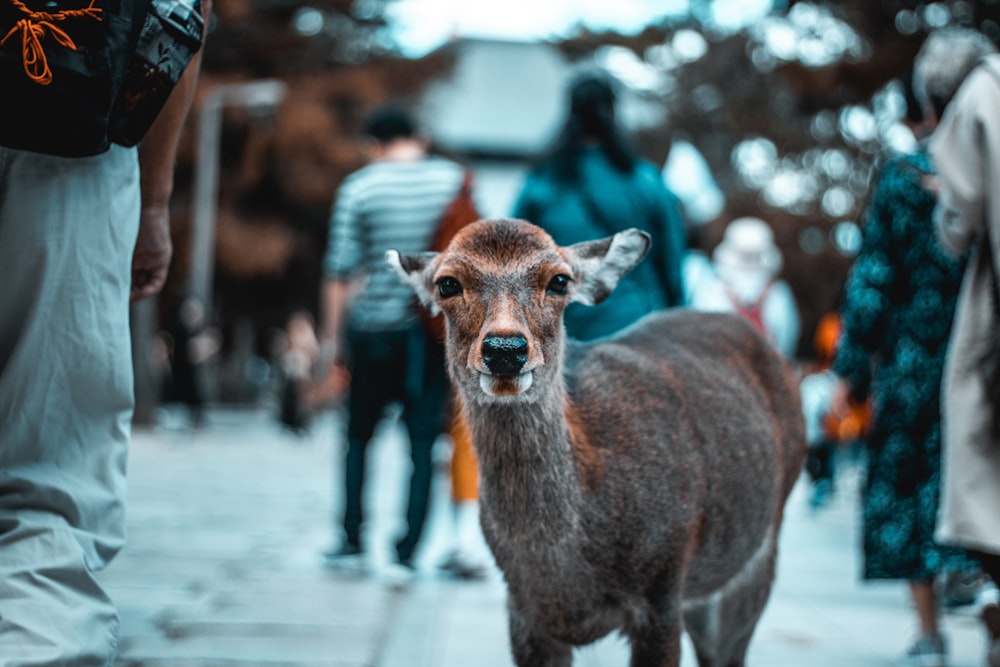 selective focus photography of deer fawn