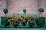 A well-maintained garden with neatly trimmed bushes and trees is set against a backdrop of a rustic brick wall. The central bush has dark green foliage and is adorned with clusters of small, vibrant orange berries. Flanking it are geometric hedges and topiary trees with rounded tops, creating a symmetrical and orderly appearance.