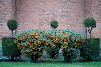 A well-maintained garden with neatly trimmed bushes and trees is set against a backdrop of a rustic brick wall. The central bush has dark green foliage and is adorned with clusters of small, vibrant orange berries. Flanking it are geometric hedges and topiary trees with rounded tops, creating a symmetrical and orderly appearance.
