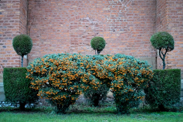 A well-maintained garden with neatly trimmed bushes and trees is set against a backdrop of a rustic brick wall. The central bush has dark green foliage and is adorned with clusters of small, vibrant orange berries. Flanking it are geometric hedges and topiary trees with rounded tops, creating a symmetrical and orderly appearance.