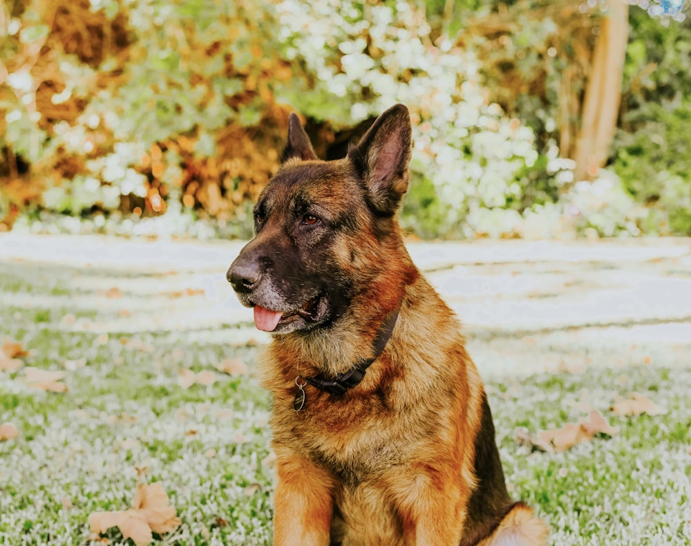 brown and black German shepherd on grass