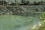 A tranquil river scene with native birds flying over the water in the San José department.