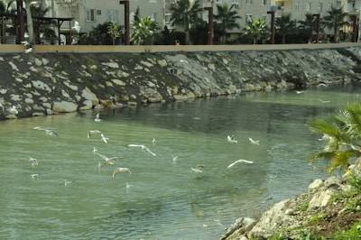 A tranquil river scene with native birds flying over the water in the San José department.