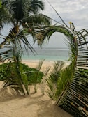 A close-up of tropical flowers framing a peaceful beach scene with soft white sand.