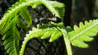 A close-up view of a black ant situated on a vibrant green fern leaf. The ant's body is shiny and detailed against the intricate texture of the leaf. Soft sunlight illuminates the scene, creating a contrast between the green of the leaf and the dark brown background.