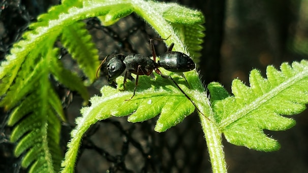 A close-up view of a black ant situated on a vibrant green fern leaf. The ant's body is shiny and detailed against the intricate texture of the leaf. Soft sunlight illuminates the scene, creating a contrast between the green of the leaf and the dark brown background.
