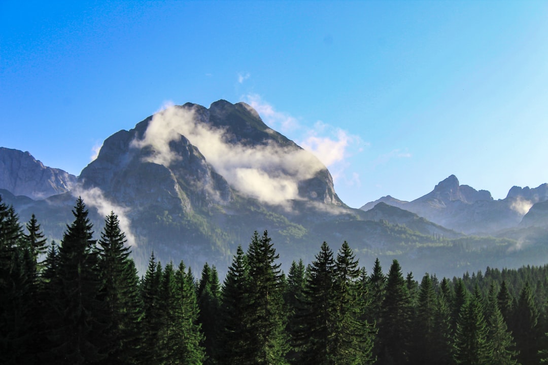 Forest photo spot Durmitor Cetinje