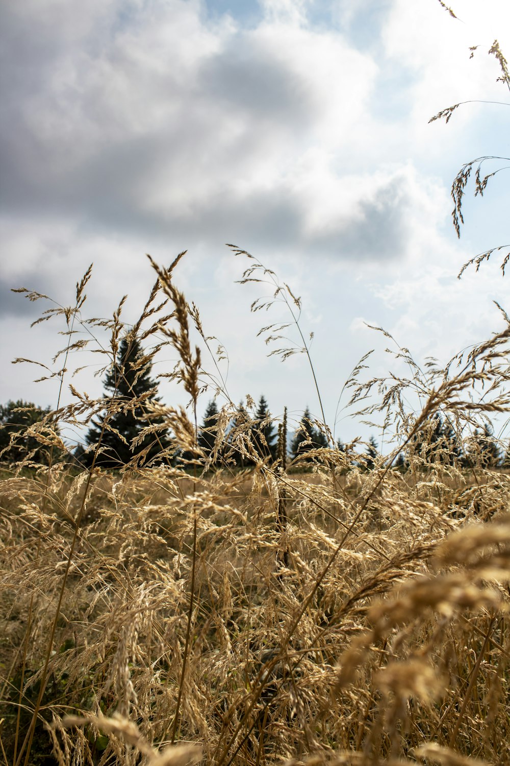 green grass photograph