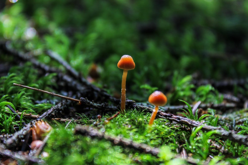 brown mushrooms photograph