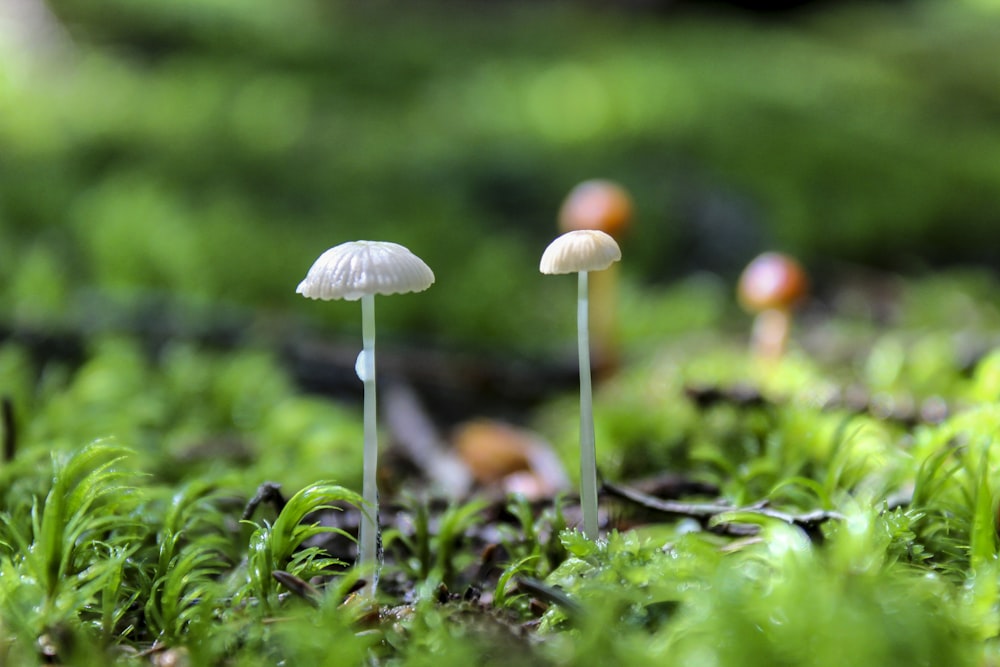 fotografia de cogumelos brancos e castanhos
