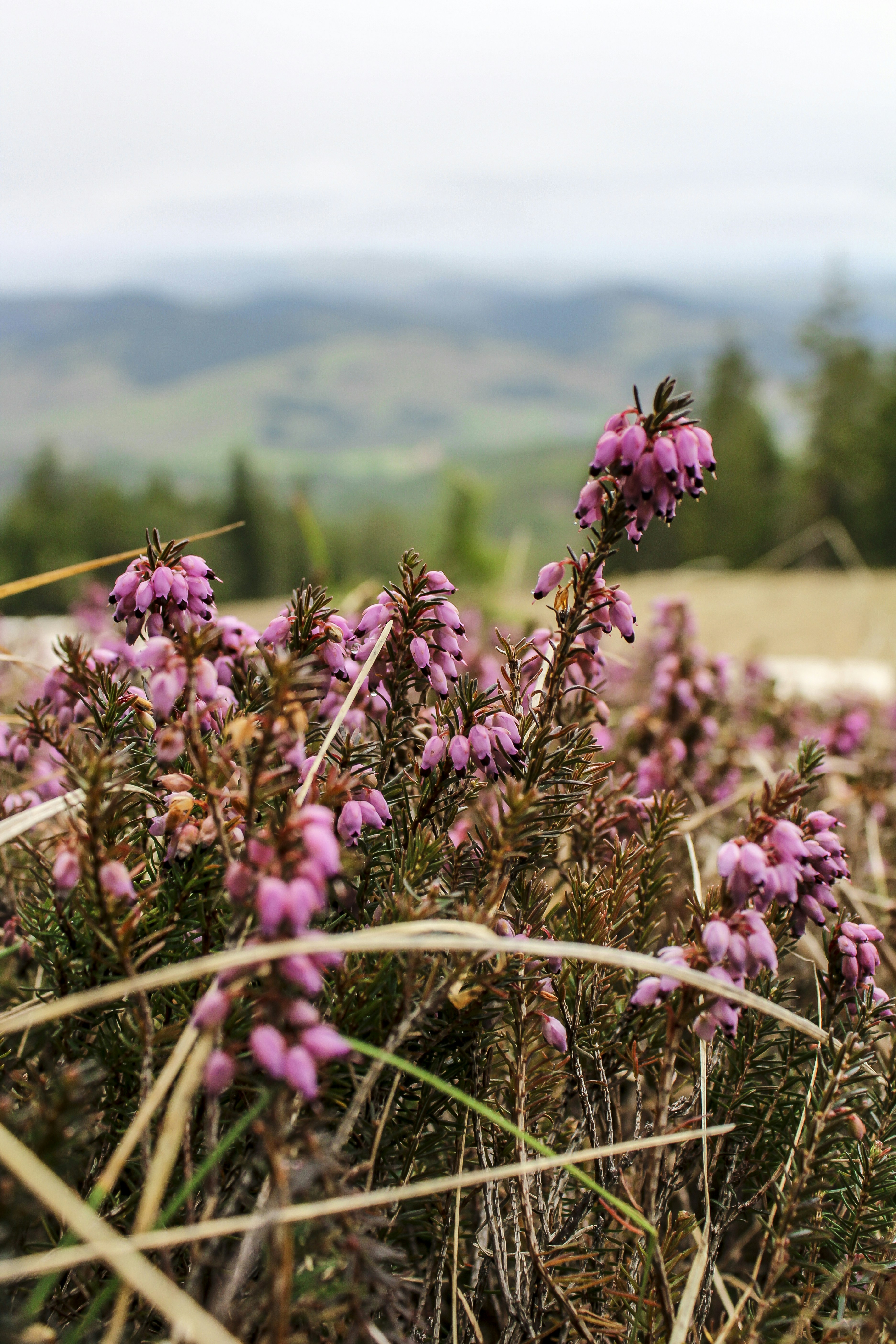 ピンクの花畑の写真の写真 Unsplashで見つけるセルビアの無料写真