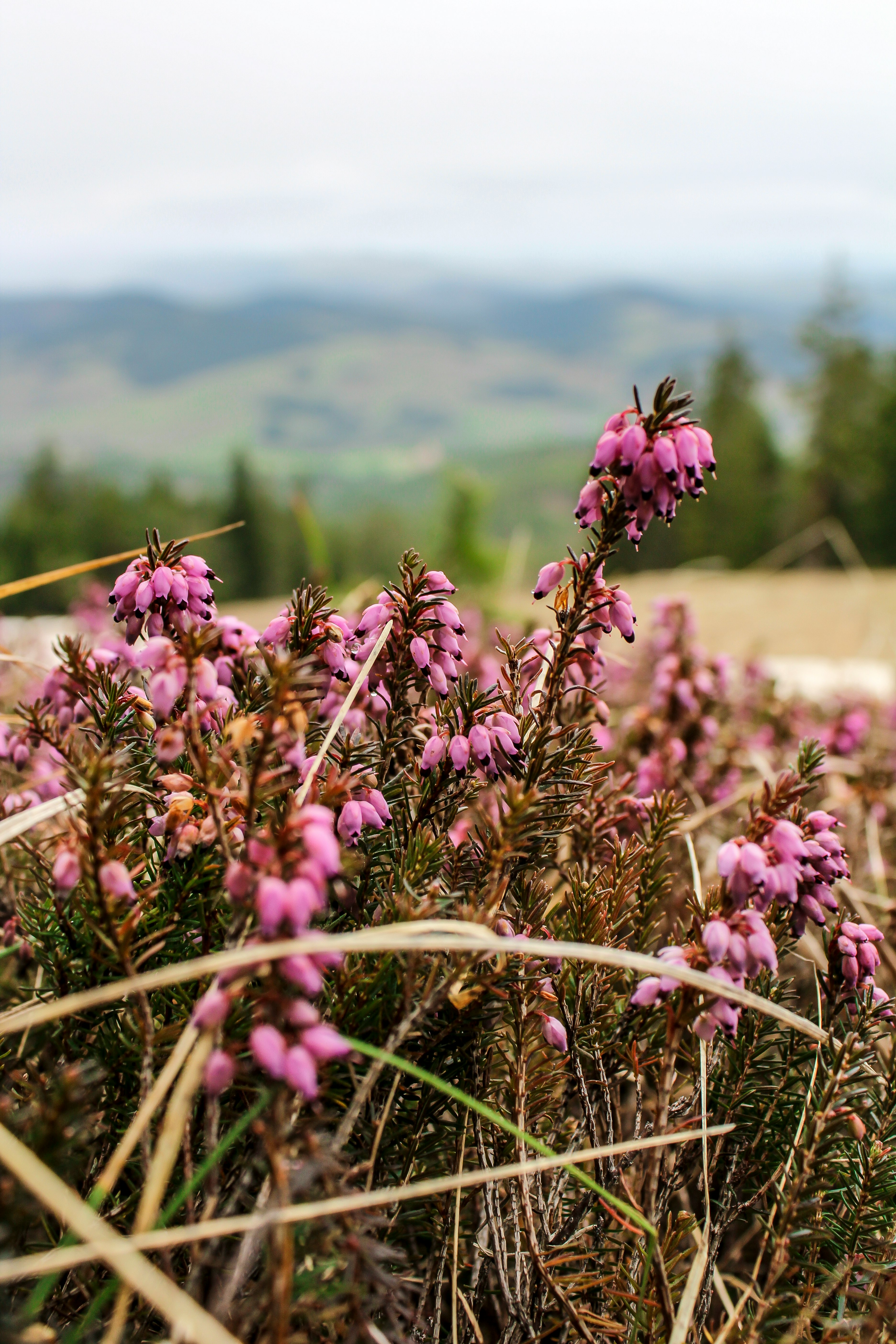 pink flower field photograph