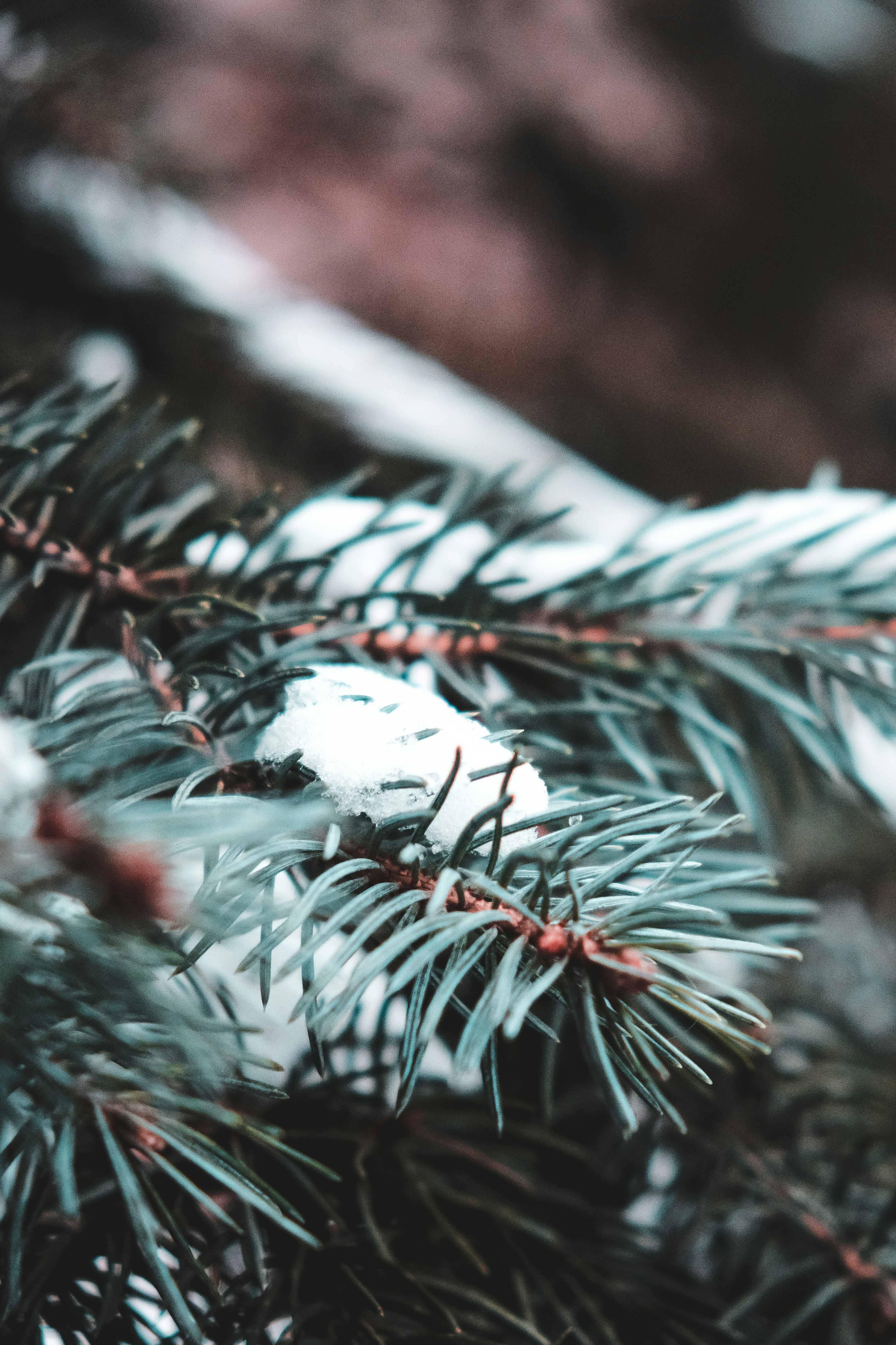 Photo by dpidhrushnyi