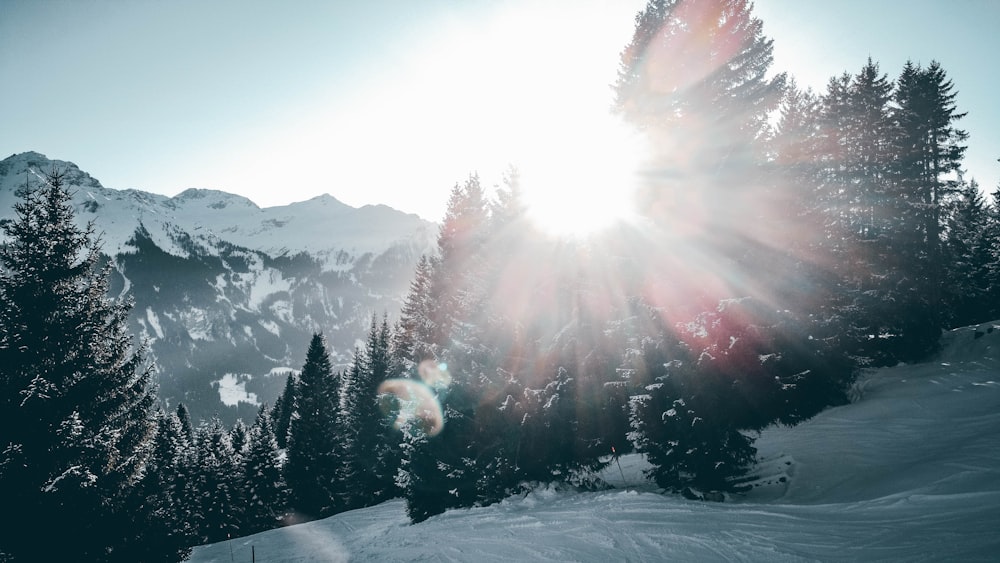 the sun shines brightly through the trees on a snowy mountain