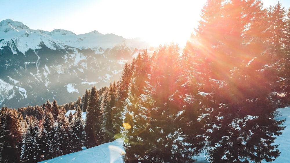 overlooking hill covered with snow