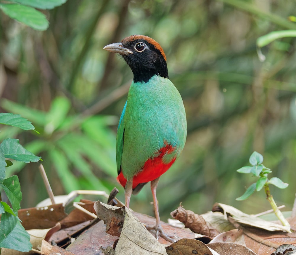 green, black, and red bird on tree leaves