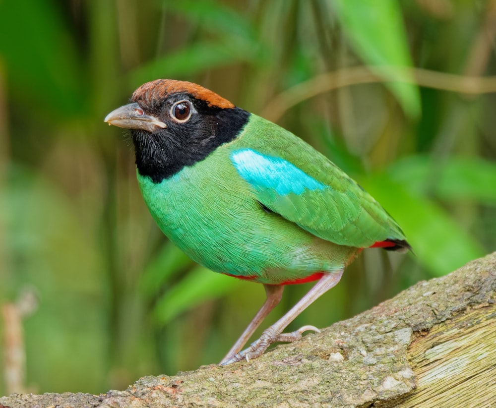 green, brown, and black bird photograph