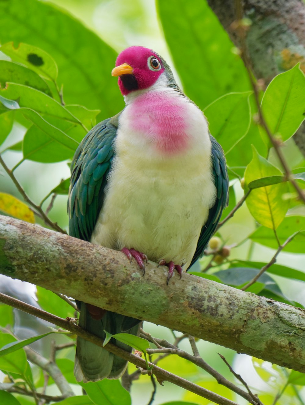 white, blue, and pink bird on the tree trunk photograph