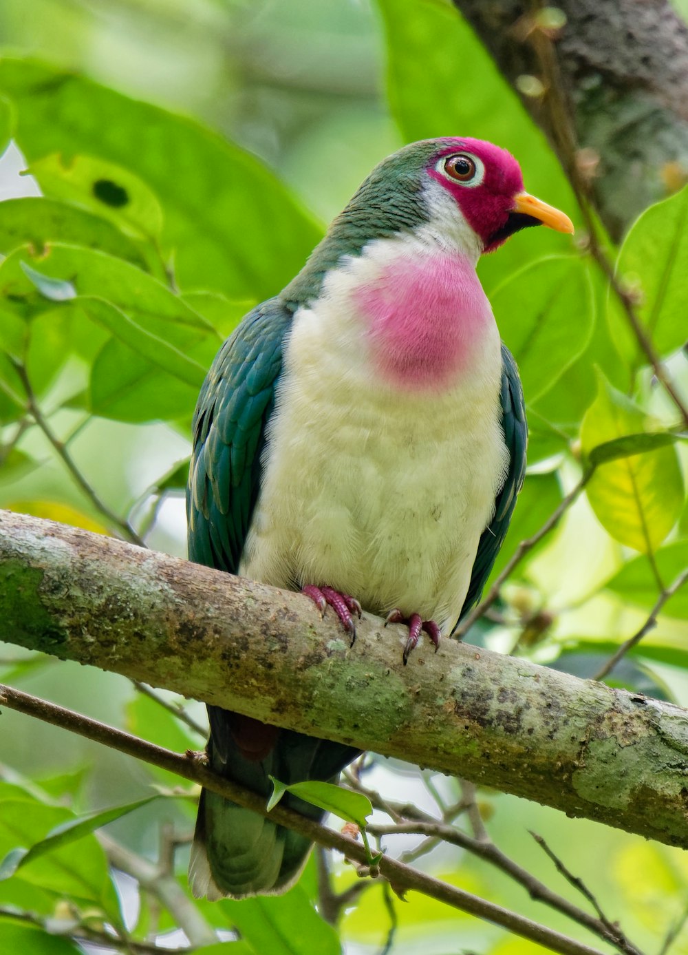 bird perched on tree branch