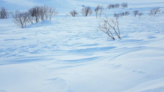 A serene tundra landscape with soft snow and gentle morning light, evoking calm and reflection.