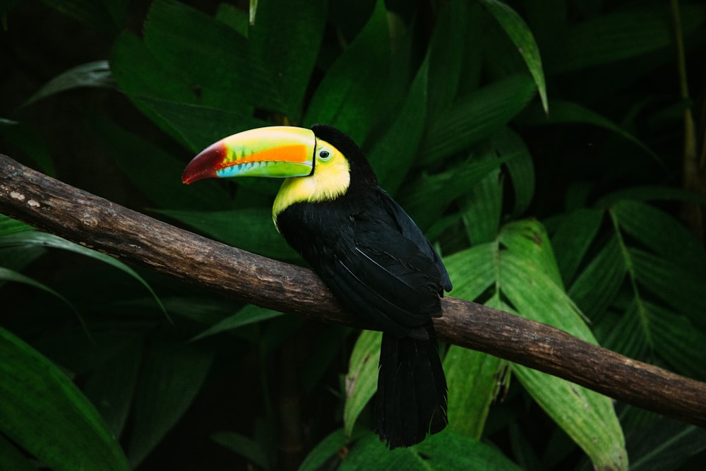 black and yellow toucan facing sideways