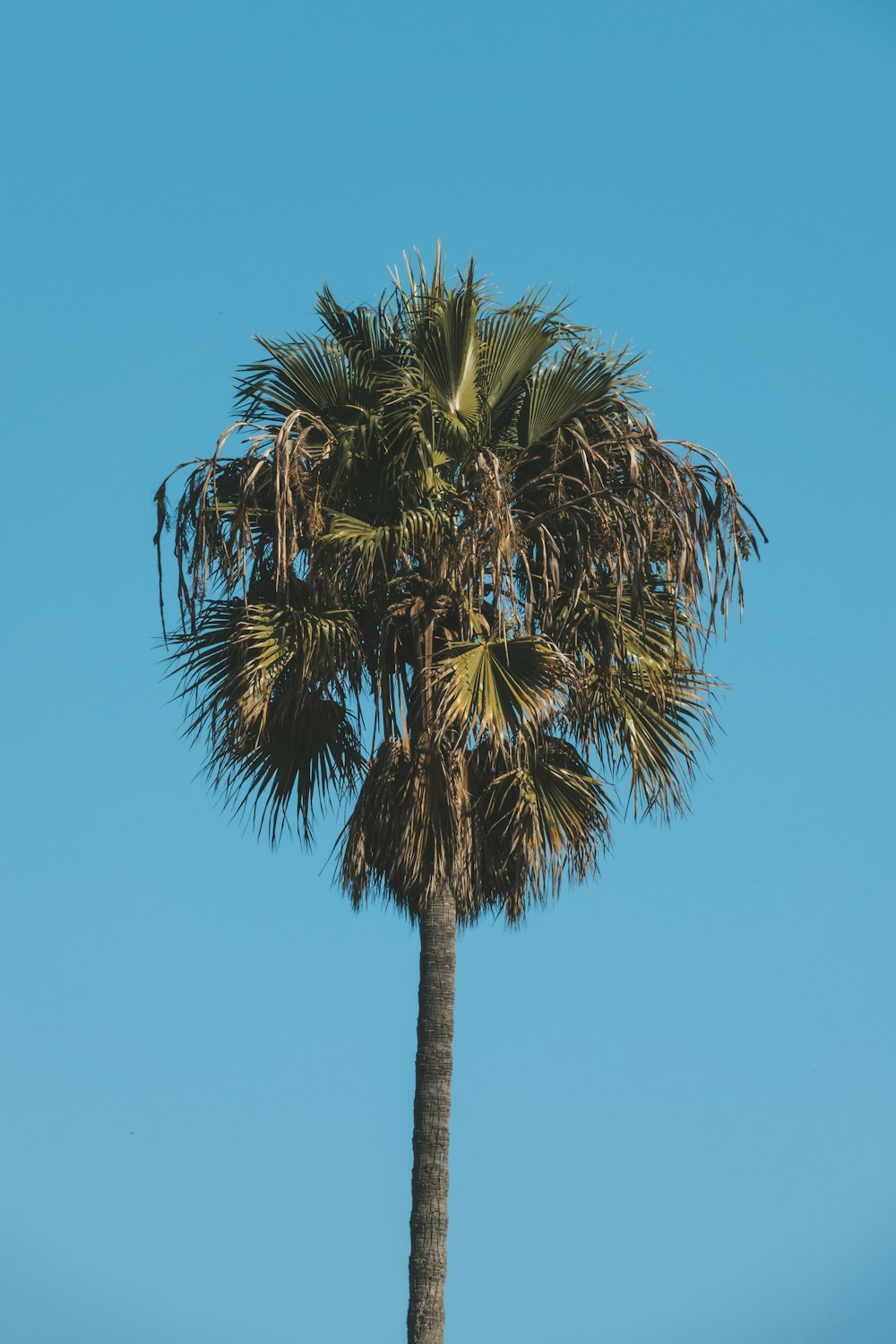 green palm tree