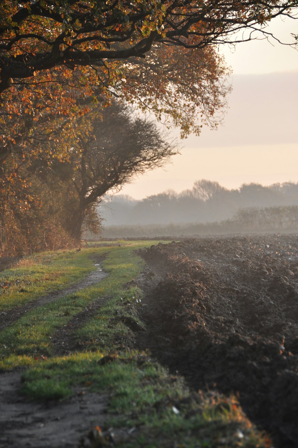 Campo de hierba verde