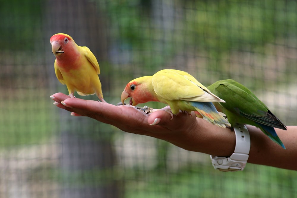 três papagaios de cores variadas