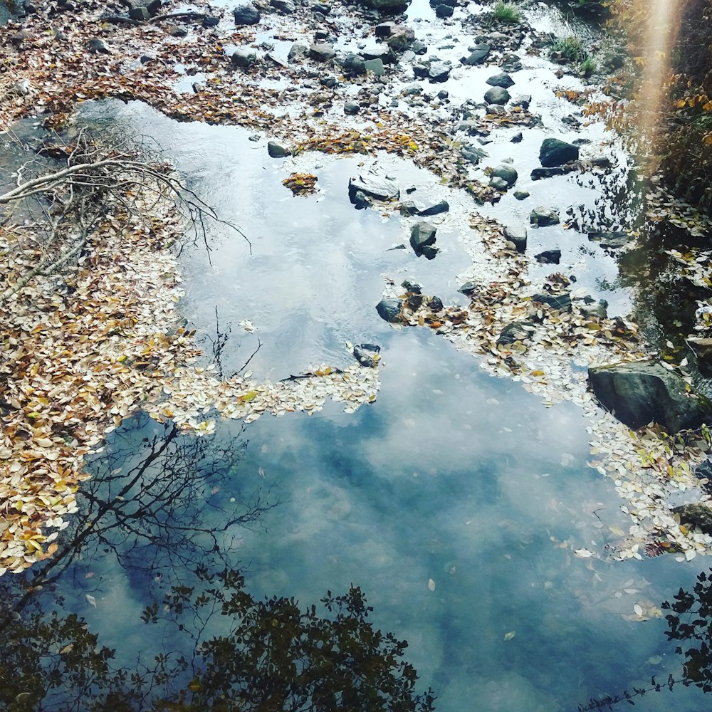 river and brown leaves