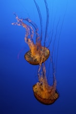 two yellow jellyfish