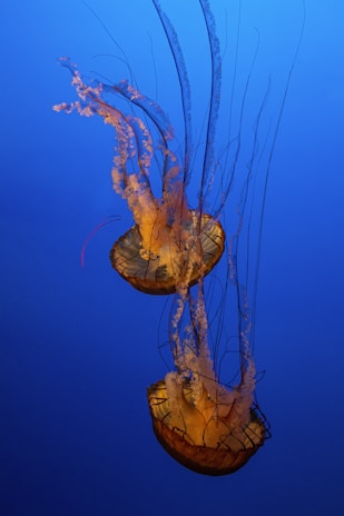 two yellow jellyfish