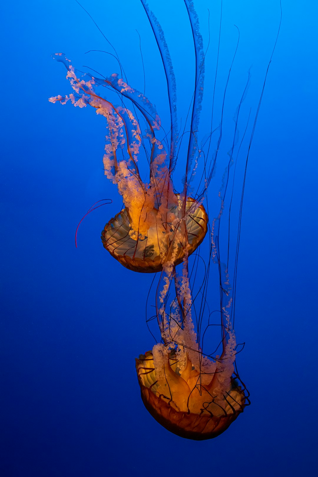 two yellow jellyfish