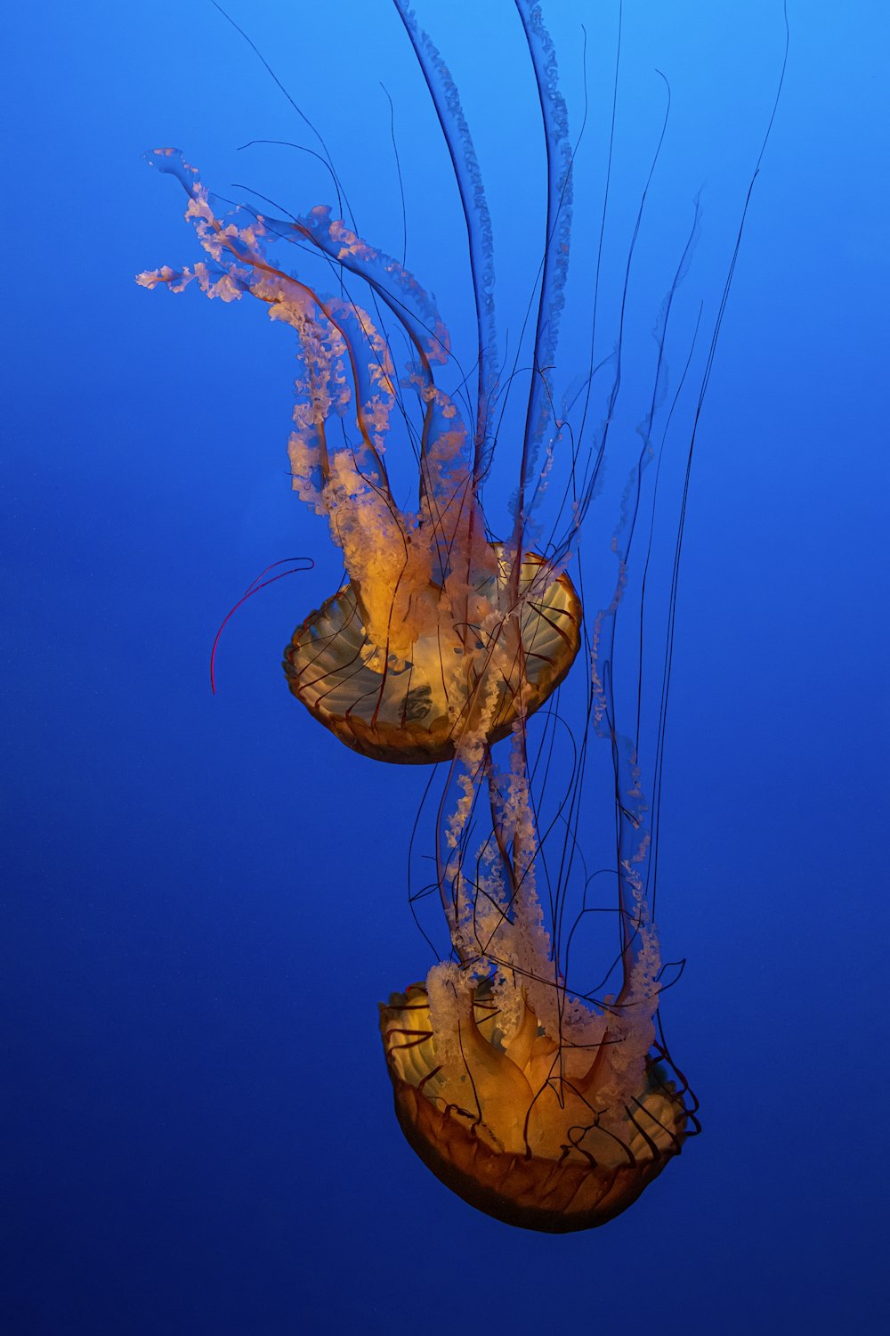 two yellow jellyfish