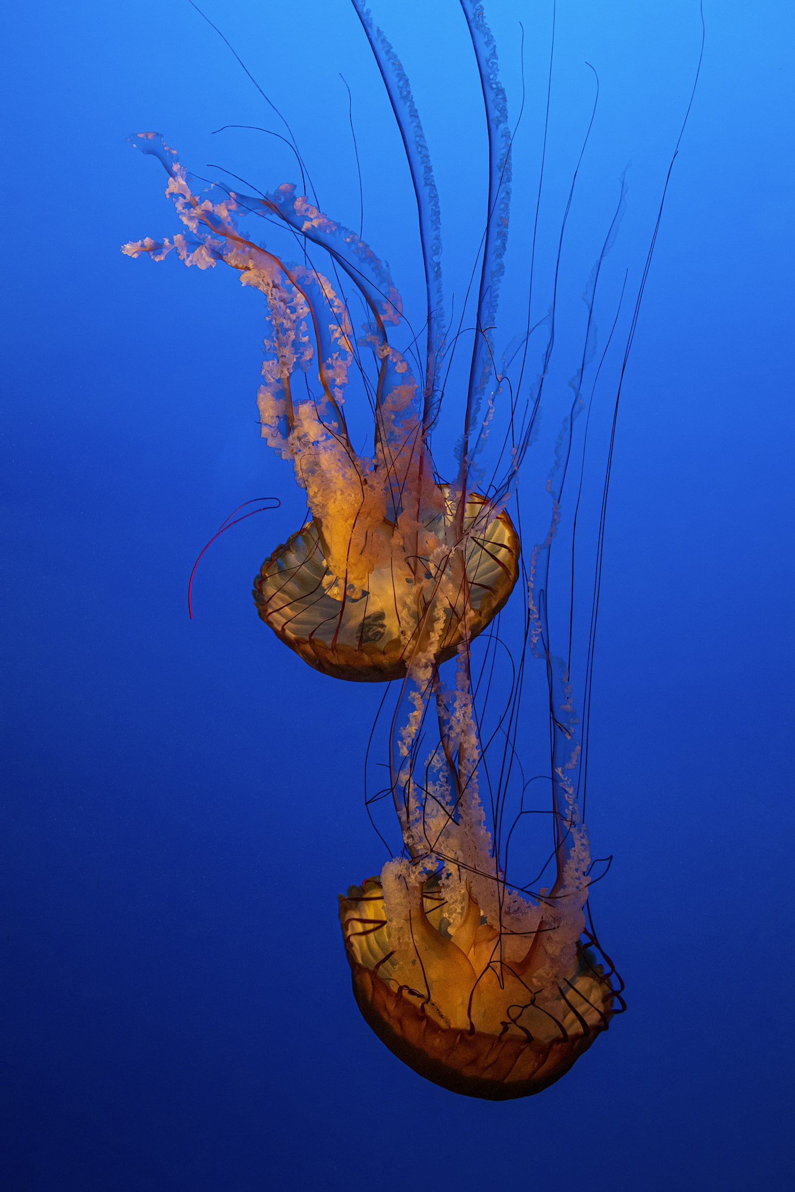 Canon EOS 7D Mark II + Tamron SP AF 17-50mm F2.8 XR Di II LD Aspherical (IF) sample photo. Two yellow jellyfish photography