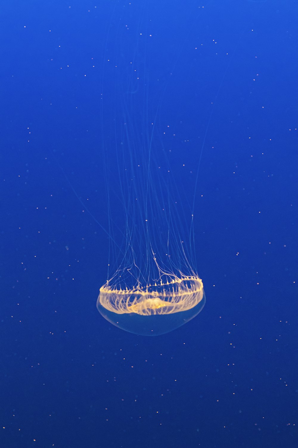 beige jellyfish