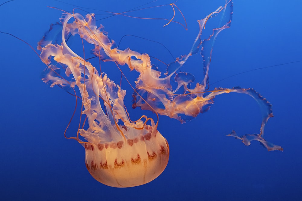 orange jellyfish