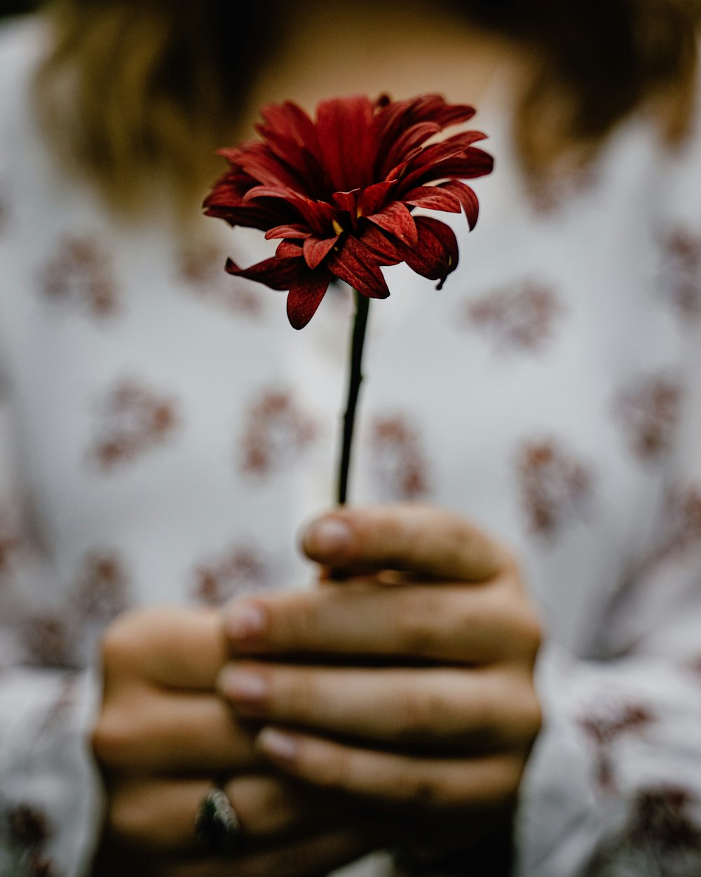 person holding red petaled flower