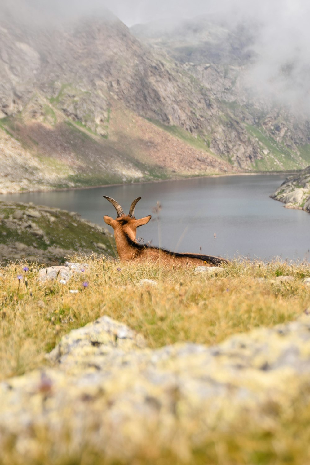 brown and black animal near body of water