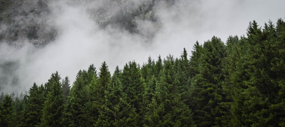 pins dans la forêt