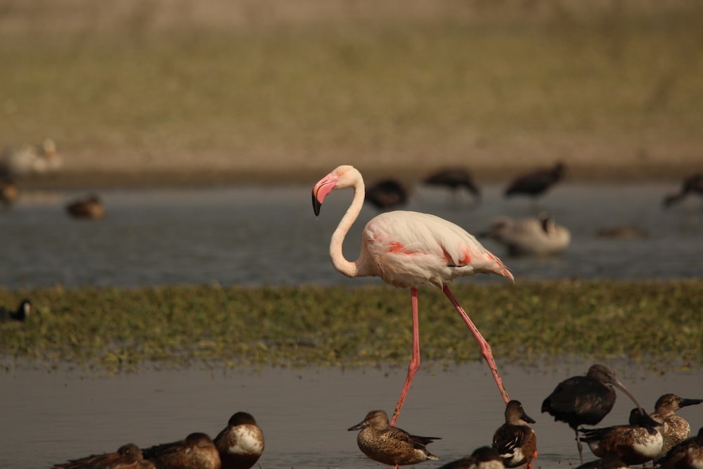 pink flamingo walking on water