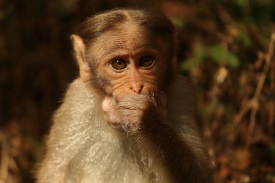 white monkey in Karnataka India