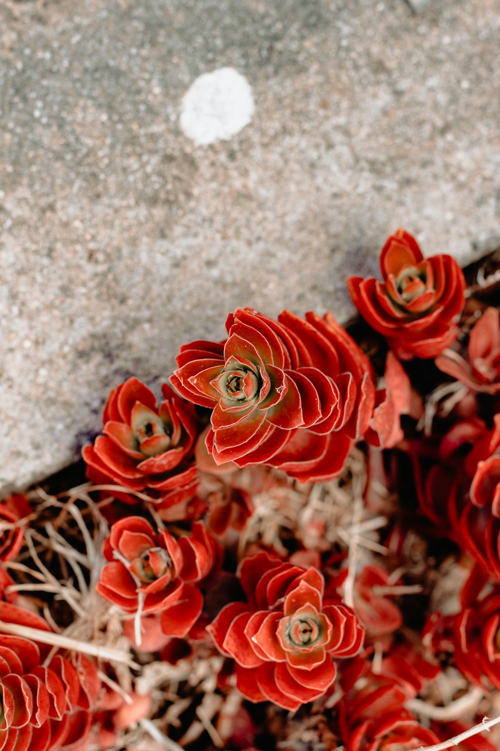 red-petaled flowers